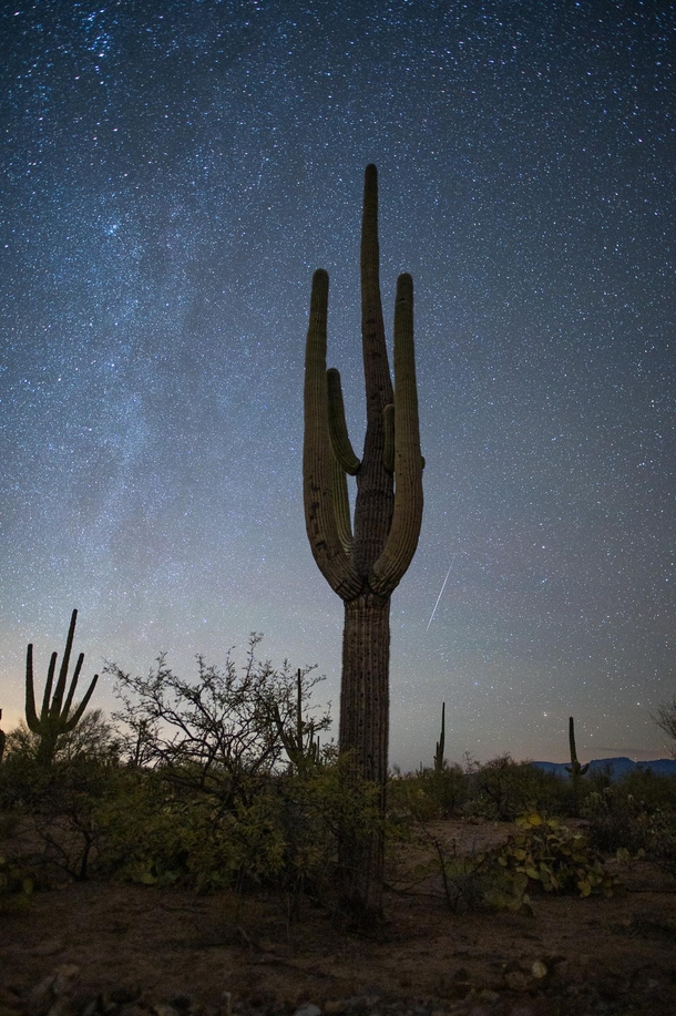 In the Sonoran Desert during the Geminids 