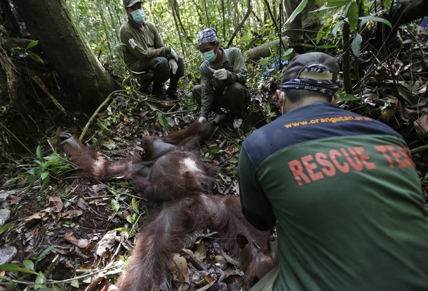 In this Jan   photo conservationists from the Borneo Orangutan Survival Foundation examine a tranquilized orangutan during a rescue and release operation for orangutans trapped in a swath of jungle in Sungai Mangkutub Central Kalimantan Indonesia Photogra