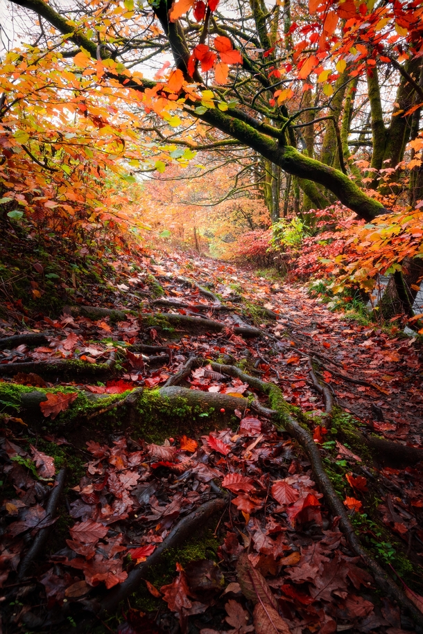 Incredible autumn colours in the English Lake District 