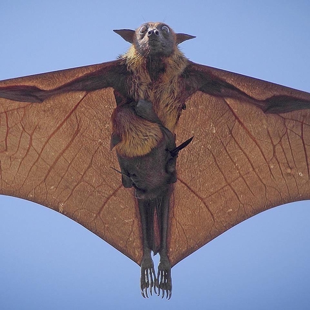 Indian flying fox with baby