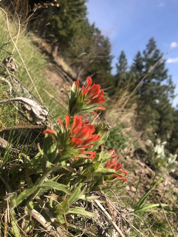 Indian Paintbrush in Montana Photorator