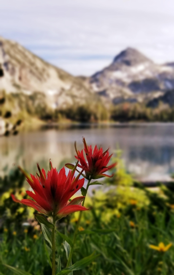 Indian paintbrush in the Eagle Cap Wilderness OR 