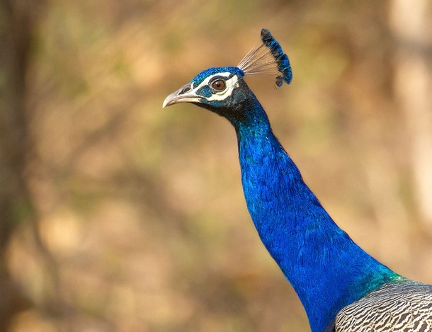 Indian Peacock 