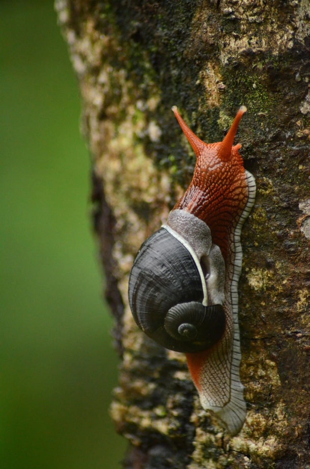 Indrella ampulla a snail from Western Ghats India 