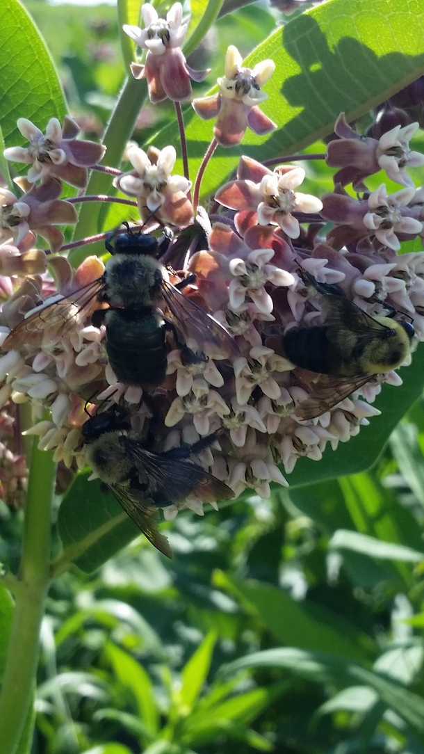Insects love the scent of common milkweed As do I