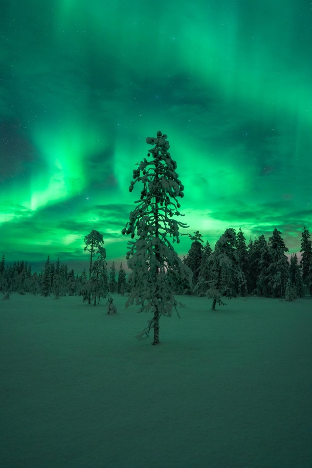 Intense Aurora display in Finnish Lapland - Feb    x 