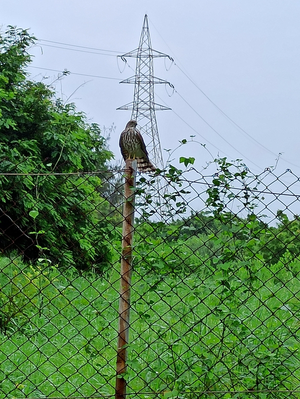 Interesting looking hawk