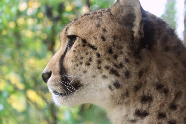 International Cheetah Day - Dec th Acinonyx jubatus 