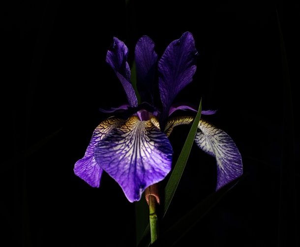 Iris back lit at night 