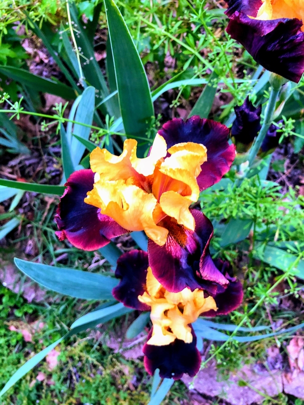 Iris from my garden