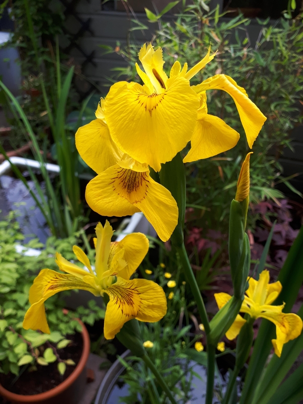 Iris Pseudacorus flowering in my garden