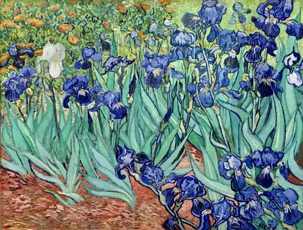 Irises at the Getty Museum See my post from Descanso Gardens earlier today This is my iPhone pic of the famous Van Gogh painting