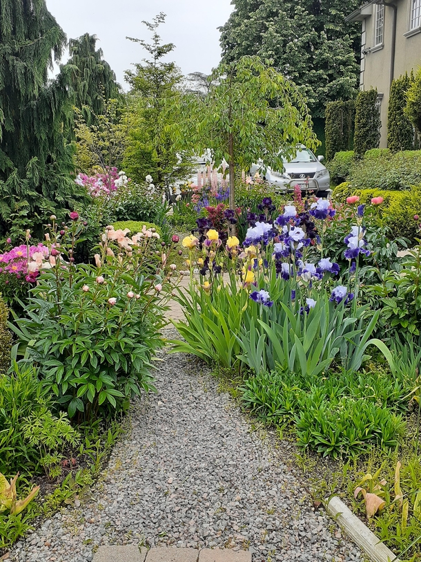 Irises lupine peonies Japanese Snowbell tree Pink Chime waiting the blooms