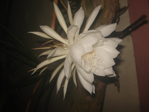 Is this a Moonflower Philippines just bloomed a few hours ago 