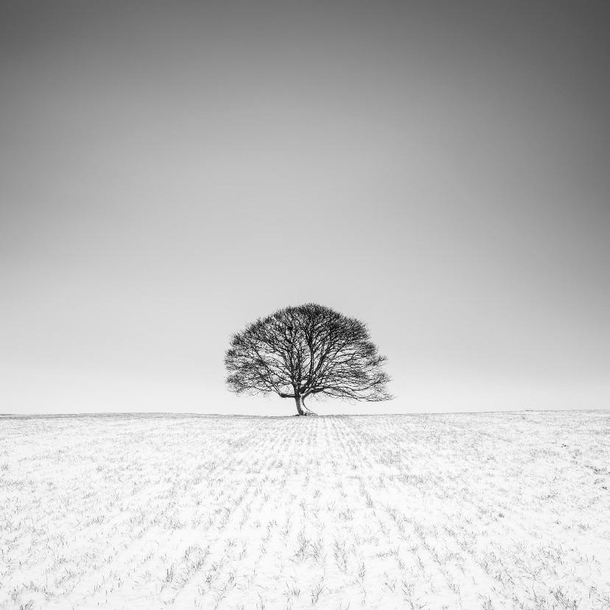 Isolation a stunning lone tree in Ireland 