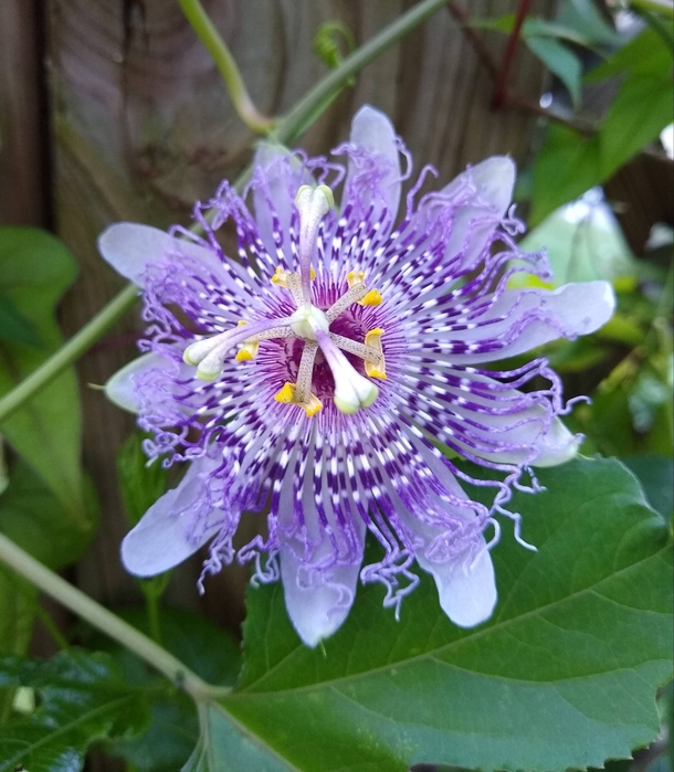 It finally stopped raining and my passionflower an unnamed P incarnata hybrid is very happy 