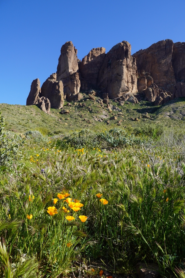 It is spring in Arizona and these flowers are over place Treasure Loop Trail Arizona OC 