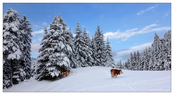 Italian Cows in the Dolomites  by Sergey Ershov