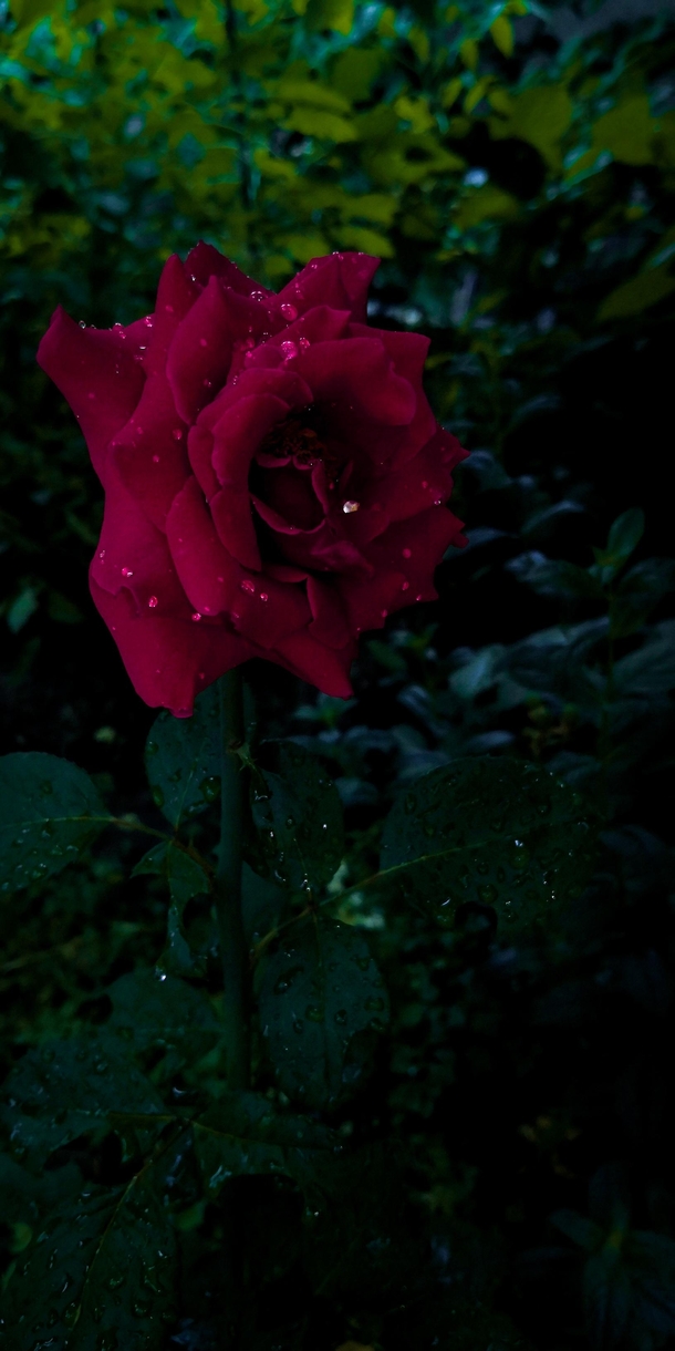 Its a rose in my garden more red and I know this sub isnt only for flowers but I like this one