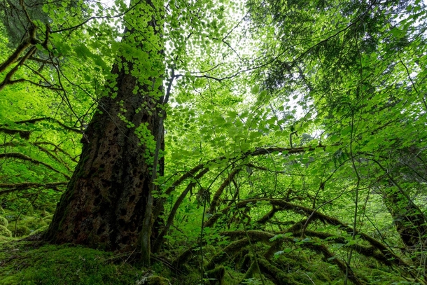 Its easy to get lost in the dense green forests of the McKenzie River Trail in Oregon 