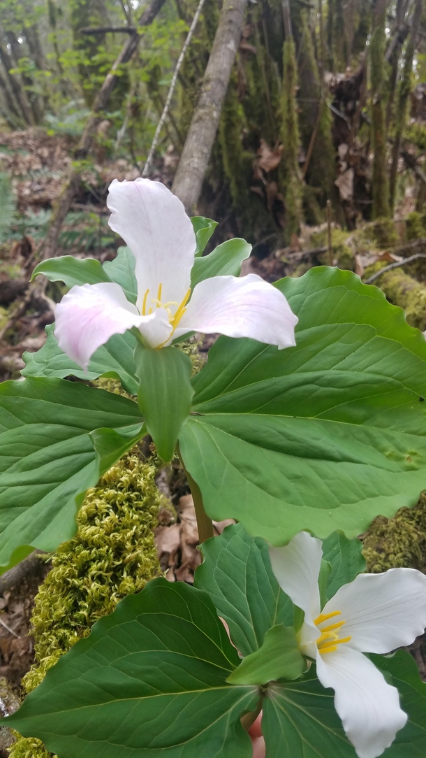 Its trillium season in the Oregon forests - Trillium ovatum