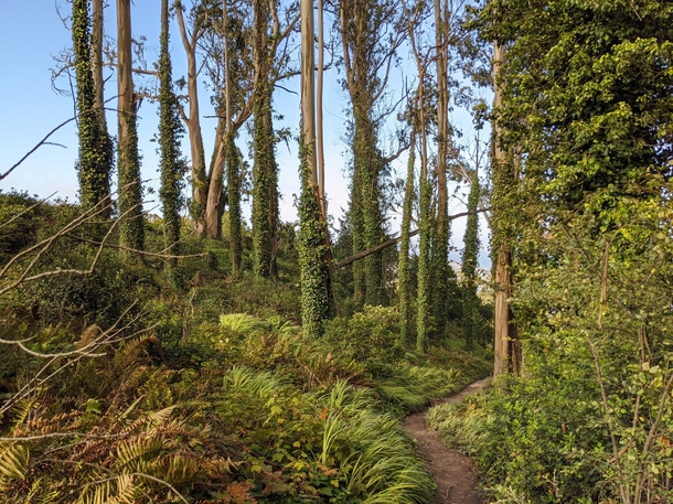 Ivy covered eucalyptus trees at Morning Sun Trail Sausalito CA 