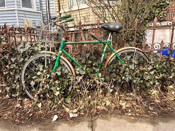 Ivy growing through the wheels of a bike