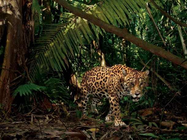 Jaguar Ecuador 