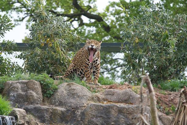 Jaguar stretching its jaws Panthera onca x 