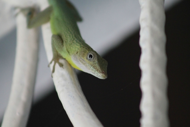 Jamaican Anole Anolis Grahami Chilling on a Gate 