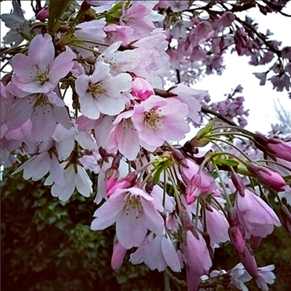 Japanese Cherry Blossoms Prunus serrulata 