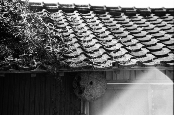 Japanese house with a massive hornet nest
