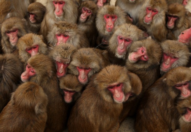 Japanese macaque monkeys 