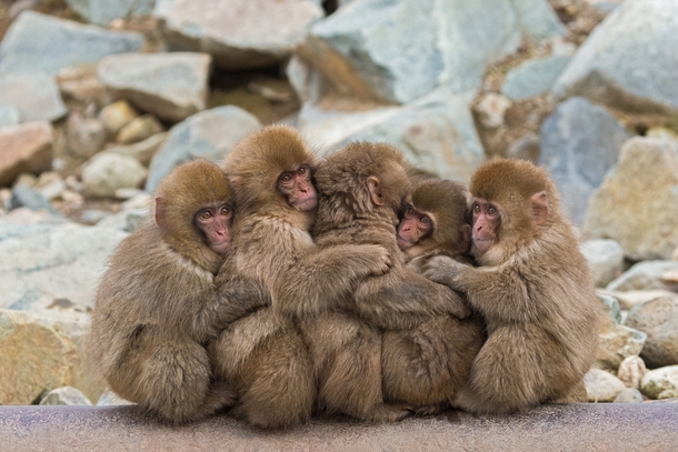 Japanese macaques huddle together in Jigokudani Monkey Park  Photographed by Martha de Jong-Lantink