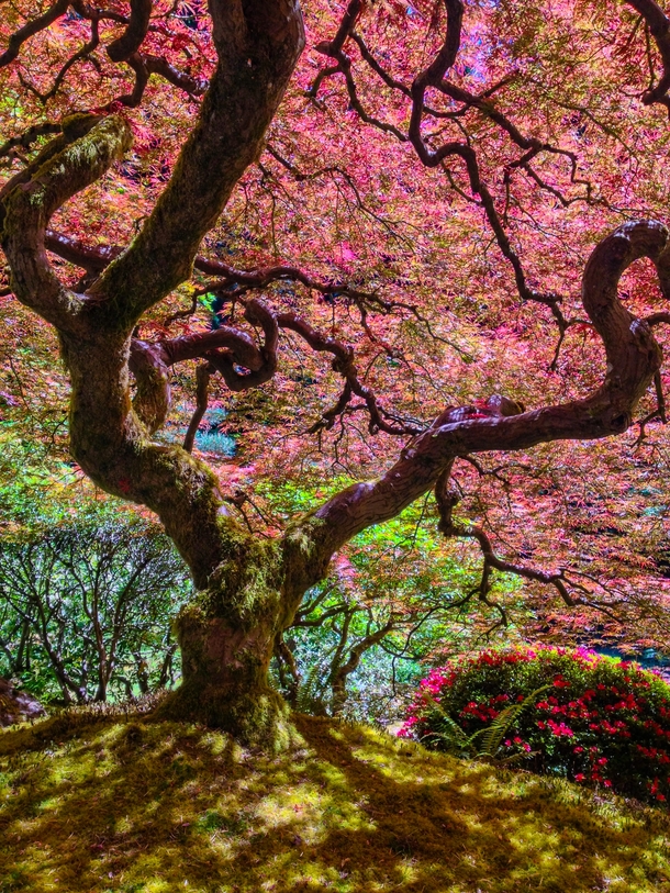 Japanese Maple at the Portland Japanese Garden 