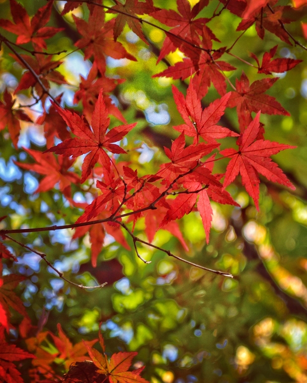 Japanese Maple during Autumn in Japan 