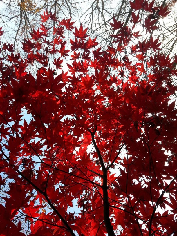 Japanese Maple in Autumn 