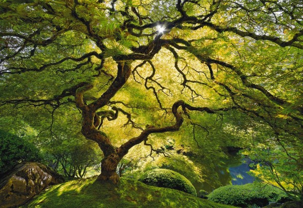 Japanese Maple Tree 