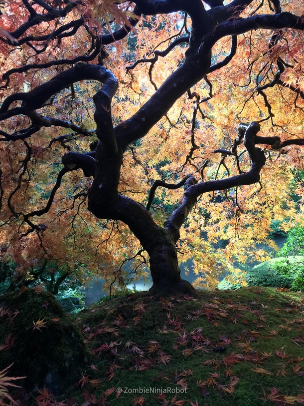 Japanese Maple Tree at the Japanese Gardens in Portland Oregon 