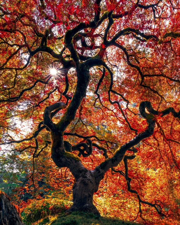 Japanese maple tree Portland OR 