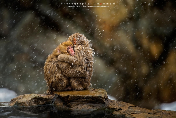 Japanese Snow Monkeys huddling for warmth in the snow  by mommam
