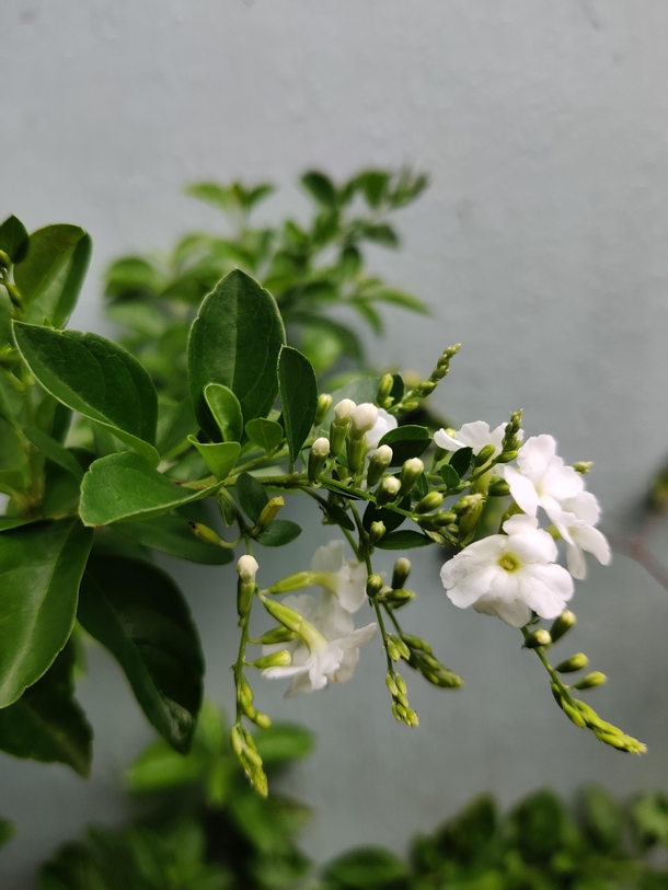 Jasmine plant 