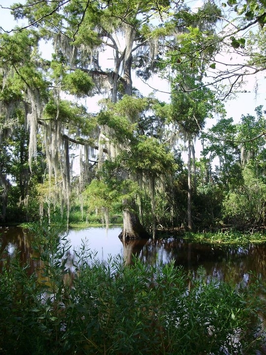 Jean Lafitte National Historic Park Bayou Coquille trail just outside ...