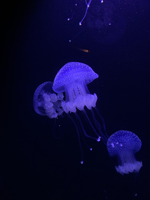 Jellyfish in the Oceanrio de Lisboa