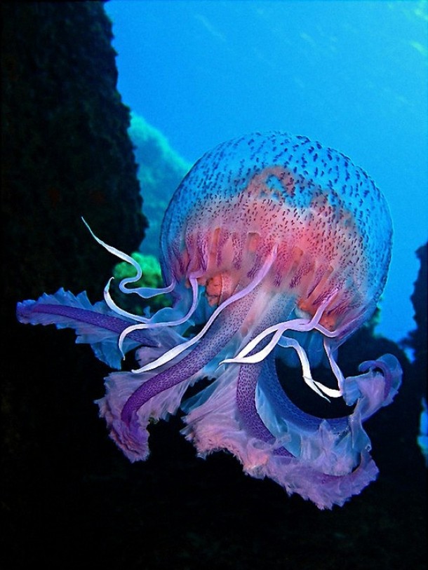Jellyfish x