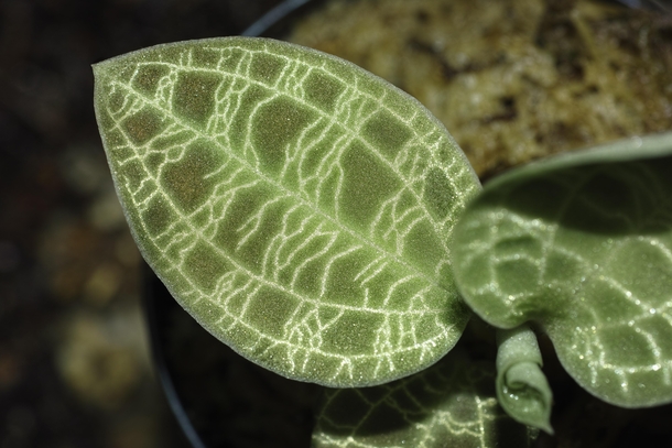 Jewel orchid Macodes petola leaf detail 