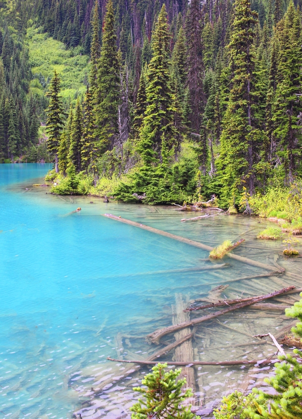Joffre Lakes British Columbia - slowly decomposing fallen trees  OC