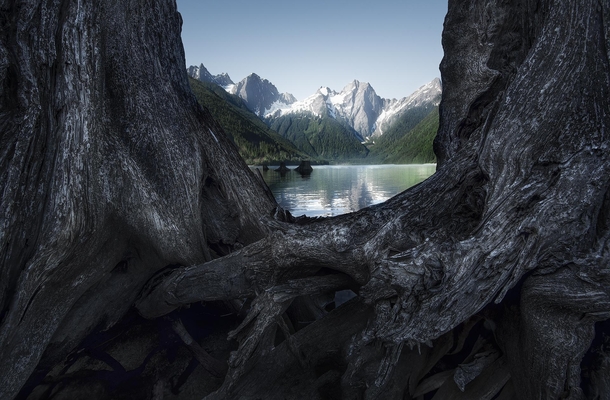 Jones Lake near Hope BC is creepy but beautiful with all of its tree stumps I got up close to one for this perspective  tristantodd