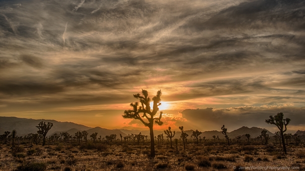 Joshua Tree in its eponymous national park at sunset 