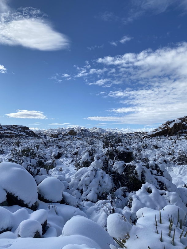 Joshua Tree National Park covered in snow 